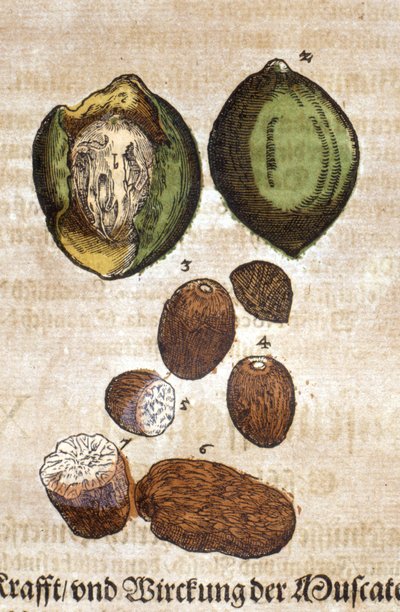 Noz moscada. Gravado en "Kreutterbuch Dess Hochgelehrten unnd weitberuhmten Herrn D. Petri Andreae Matthioli" por Pietro Andrea Mattioli (Matthiole) (1500-1577). Fráncfort de Pietro Andrea Mattioli