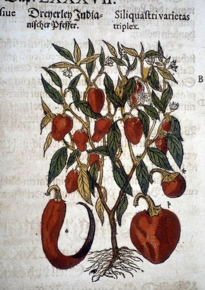 Pimientos o Siliquaftri varietas triplex - En "Herbier Mattioli" de Pietro Andrea Mattioli