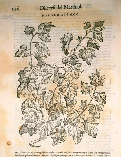 Álamo (Populus), grabado por Pier Andrea Mattioli de Pietro Andrea Mattioli