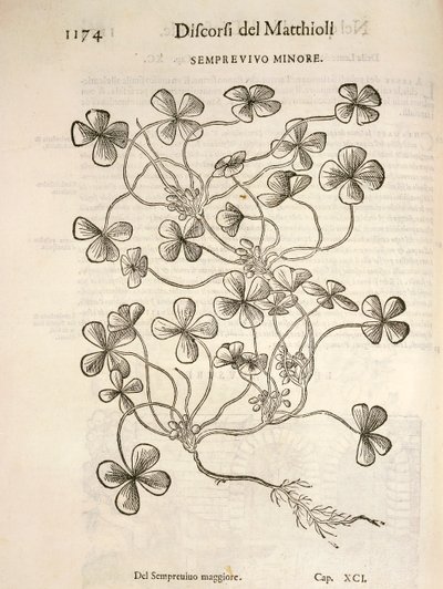 Siempreviva (Semprevivo minore), grabado por Pier Andrea Mattioli de Pietro Andrea Mattioli
