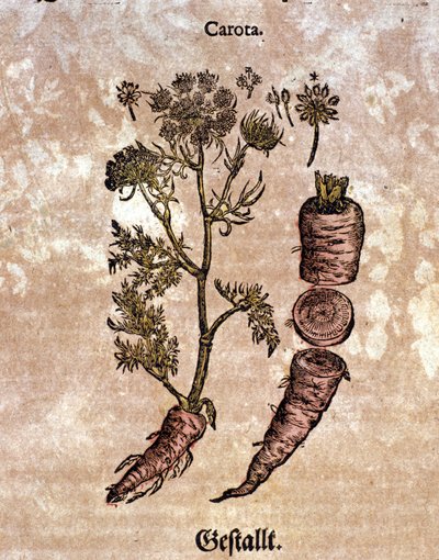 La zanahoria. Grabado en “Kreutterbuch Dess Hochgelehrten unnd weitberuhmten Herrn D. Petri Andreae Matthioli” de Pietro Andrea Mattioli (Matthiole) (1500-1577). Frankfurt de Pietro Andrea Mattioli