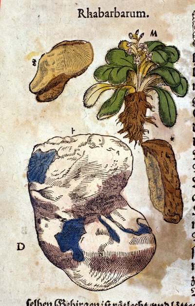 El ruibarbo. Grabado - en “Kreutterbuch Dess Hochgelehrten unnd weitberuhmten Herrn D. Petri Andreae Matthioli” por Pietro Andrea Mattioli (Matthiole) (1500-1577). Frankfurt de Pietro Andrea Mattioli