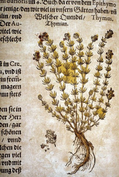 Tomillo (Thymus) - En "Herbarium Mattioli". de Pietro Andrea Mattioli