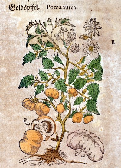 Tomate. Grabado - en “Kreutterbuch Dess Hochgelehrten unnd weitberuhmten Herrn D. Petri Andreae Matthioli” por Pietro Andrea Mattioli (Matthiole) (1500-1577). Frankfurt de Pietro Andrea Mattioli