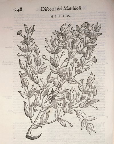 Mirto verdadero (Myrtus communis), grabado por Pier Andrea Mattioli de Pietro Andrea Mattioli