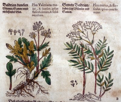 Valeriana: dos especies con descripción vegetal de Pietro Andrea Mattioli