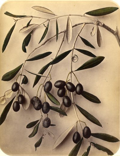 Olivos, 1870s de Pietro Guidi