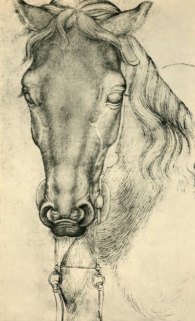 Cabeza de un caballo, c1420-1455, 1943 de Antonio Pisanello