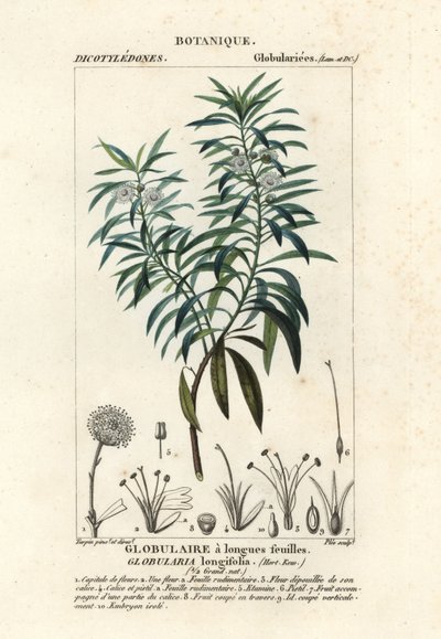 Margarita, Globularia salicina de Plee Plee
