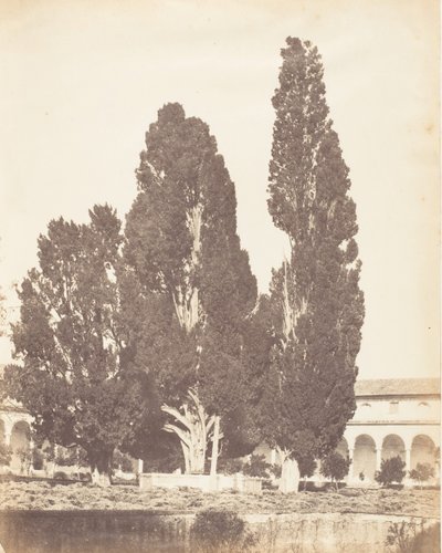 Viejos cipreses en el convento cartujo, Roma, 1853-56 de Possibly by Jane Martha St. John.