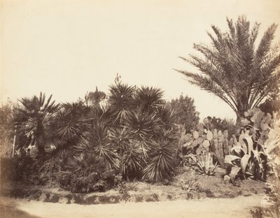 Jardín Pinciano, Roma, 1853-56 de Possibly by Jane Martha St. John.