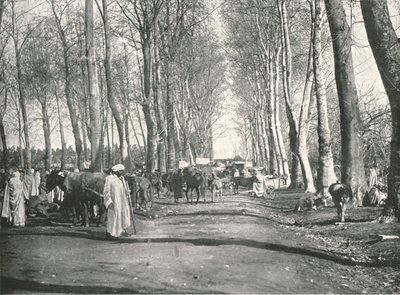 Feria y mercado árabe, Boufarik, Argelia, 1895 de Poulton and Co