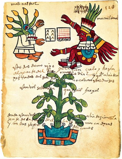 Árbol de cacao del Códice Tudela, 1553 de Pre Columbian art