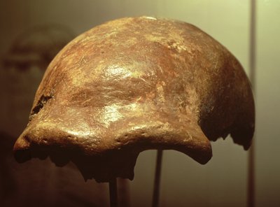 Cráneo de un neandertal de Prehistoric