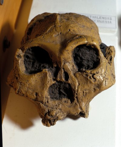 Australopithecus Africanus. Sterkfontein, Sudáfrica. El cráneo tiene unos 2.5 millones de años de Prehistoric Prehistoric