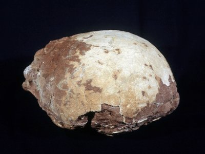 Huevo atribuido a Hypselosaurus Priscus: gran dinosaurio (aproximadamente 12 m) herbívoro del Cretácico tardío (-65 millones de años) encontrado en Provenza. Museo de Historia Natural de Aix en Provence de Prehistoric Prehistoric
