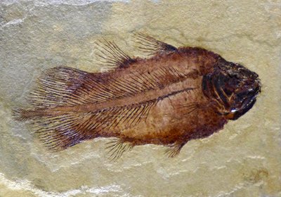Huella fósil del celacanto del Carbonífero (objeto) de Prehistoric Prehistoric