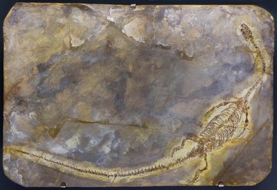 Fósil de Hyphalosaurus lingyuanensis (artículo) de Prehistoric Prehistoric