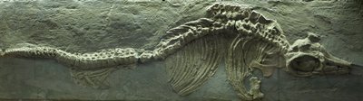 Fósil de ictiosaurio, Jurásico (Lias) de Prehistoric Prehistoric