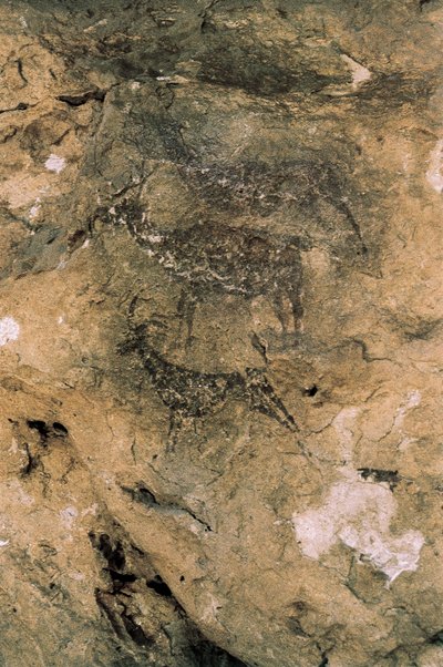 Arte Rupestre Mesolítico: Ciervos y Cabras (8000-7000 a.C.), España, Bicorp, Cueva de La Araña de Prehistoric Prehistoric