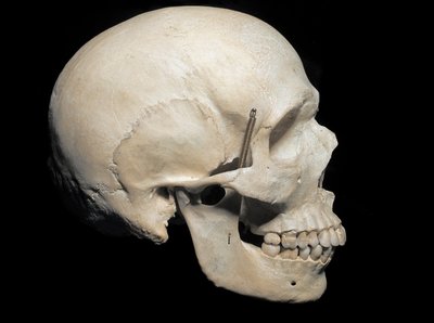 Paleontología: cráneo de Homo sapiens presente, Museo Civico di Storia Naturale, Milán de Prehistoric Prehistoric
