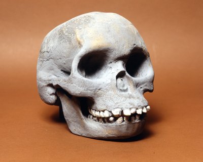 El hombre de Piltdown: el cráneo de un hombre primitivo, un eslabón en la cadena de evolución entre el mono y el hombre descubierto por Woodward y Dawson de Prehistoric Prehistoric