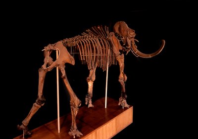 Prehistoria, dinosaurio: esqueleto de mamut, París, museo de historia natural de Prehistoric Prehistoric