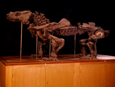 Prehistoria; dinosaurios: esqueleto de ictiosaurio de Prehistoric Prehistoric