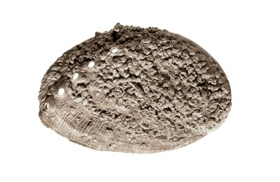Arte prehistórico: fósil de concha. De la cueva de La Riera, Barcelona (foto) de Prehistoric Prehistoric
