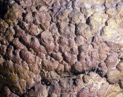 Prehistoria: Roca Collenia de estromatolito o estromatolito del norte de África. Período Silúrico. de Prehistoric Prehistoric