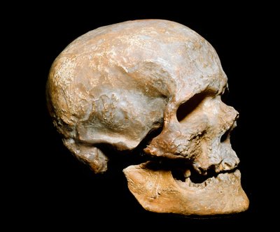 Prehistoria: cráneo fósil del hombre de Cro-Magnon, Homo sapiens. Datado del solutrense, paleolítico superior. Museo Civico di Storia Naturale, Milán de Prehistoric Prehistoric