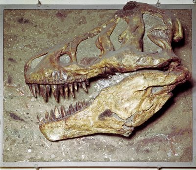 Prehistoria: cráneo de dinosaurio Tyrannosaurus rex (T Rex o tiranosaurio). Período Cretácico. Museo cívico de historia natural, Milán de Prehistoric Prehistoric