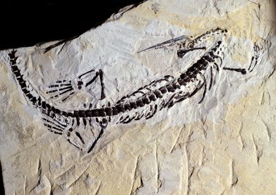 Prehistoria: fósil de Mesosaurus, era Paleozoica, período Pérmico. Encontrado en Minas Gerais, Brasil. de Prehistoric Prehistoric
