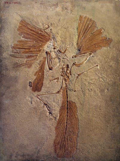 Prehistoria: fósil de arqueópterix, animal prehistórico de la familia de las aves de Prehistoric Prehistoric