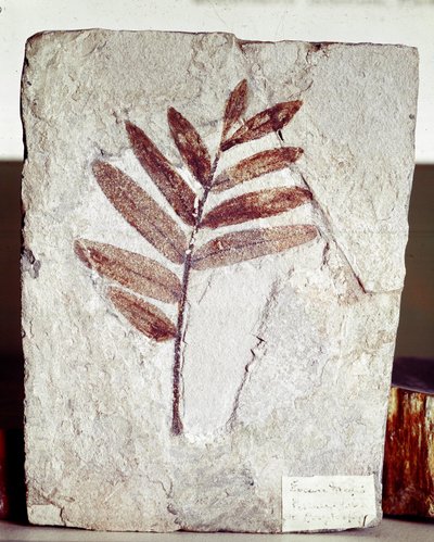 Prehistoria: fósil de rama en piedra caliza del sitio de Monte Bolca (Italia). Período Eoceno de Prehistoric Prehistoric