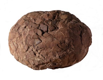 Prehistoria: huevo de dinosaurio encontrado en Provenza. Era Mesozoica, período Jurásico de Prehistoric Prehistoric