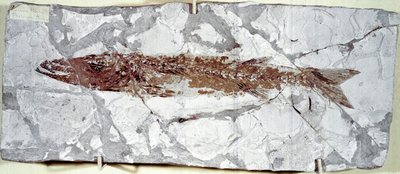 Prehistoria: fósil de pez Sphyraena Bolcensis del sitio de Monte Bolca (Italia). Período Eoceno. Museo cívico de historia natural, Milán de Prehistoric Prehistoric