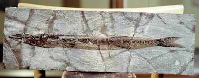 Prehistoria: fósil de pez Sphyraena Bolcensis de Prehistoric Prehistoric