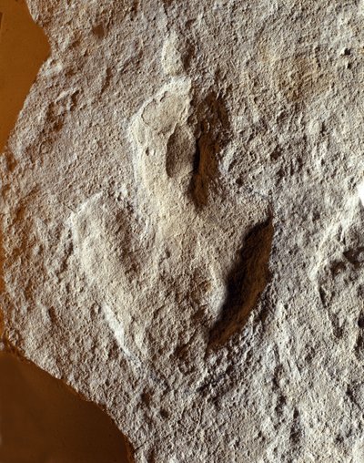 Prehistoria: huella fósil de dinosaurio. Era Mesozoica, período Jurásico. encontrada en la antigua Yugoslavia de Prehistoric Prehistoric