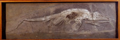 Prehistoria: fósil de Pareiasaurio, animal prehistórico, París, museo de historia natural de Prehistoric Prehistoric