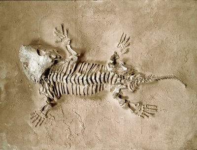 Prehistoria: fósil del reptil anfibio Seymouria Bayolorensis de Texas en los Estados Unidos. Período Pérmico. Museo cívico de historia natural, Milán de Prehistoric Prehistoric