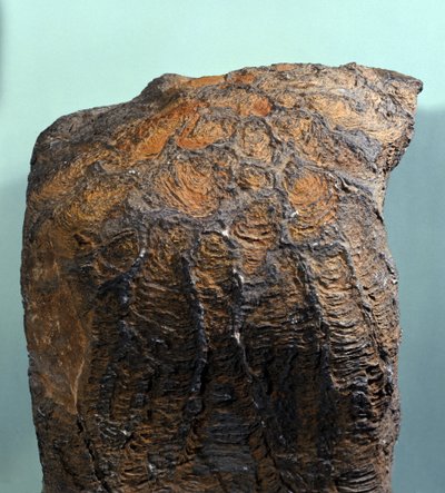 Prehistoria: fósil de estromatolito, roca marina, era arcaica. Encontrado en Mauritania de Prehistoric Prehistoric