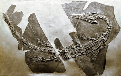 Prehistoria: fósil del reptil acuático Askeptosaurus italicus de Besano (Italia). Período del Triásico Medio. Museo cívico de historia natural, Milán de Prehistoric Prehistoric