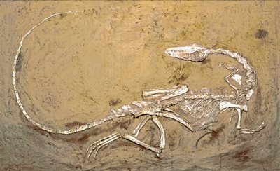 Prehistoria: fósil del dinosaurio Coelophysis. Período del Triásico Superior. Museo cívico de historia natural, Milán de Prehistoric Prehistoric