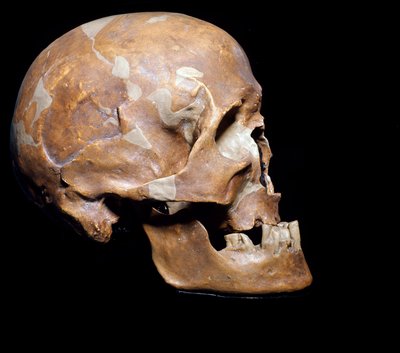 Prehistoria: cráneo fósil de Homo sapiens (Hombre de Cro-Magnon) de Chancelade (Dordoña). Cultura Magdaleniense, Paleolítico Superior. 15,000 a.C. Museo Civico di Storia Naturale, Milán de Prehistoric Prehistoric