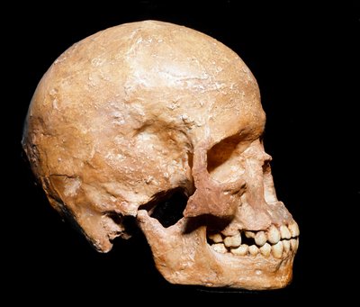 Prehistoria: cráneo fósil de Homo sapiens de Grimaldi. Cultura del Auriñaciense, Paleolítico superior. Museo Civico di Storia Naturale, Milán de Prehistoric Prehistoric
