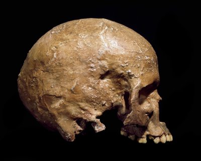 Prehistoria: cráneo fósil de Homo sapiens de Grimaldi. Cultura del Auriñaciense, Paleolítico Superior. Museo Civico di Storia Naturale, Milán de Prehistoric Prehistoric