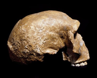 Prehistoria: cráneo fósil de Homo sapiens pre neandertal encontrado en Steinheim an der Murr (Alemania) en 1933 de Prehistoric Prehistoric