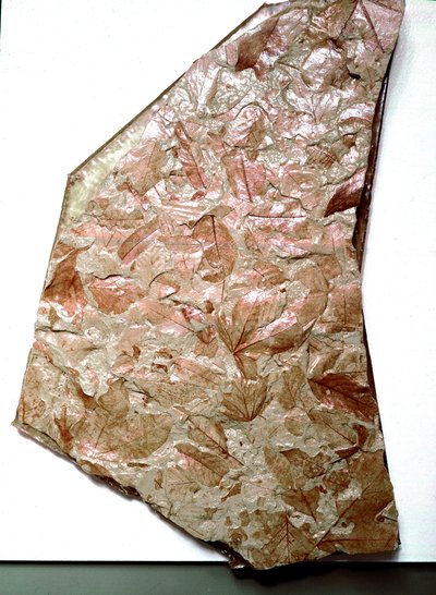 Prehistoria: hojas fosilizadas de Piamonte (Italia). Período del Cuaternario inferior. Museo cívico de historia natural, Milán de Prehistoric Prehistoric