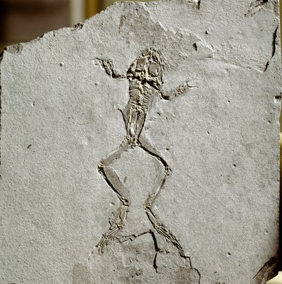 Prehistoria: fósil de rana del sitio Pueyoi da Tervel en España de Prehistoric Prehistoric